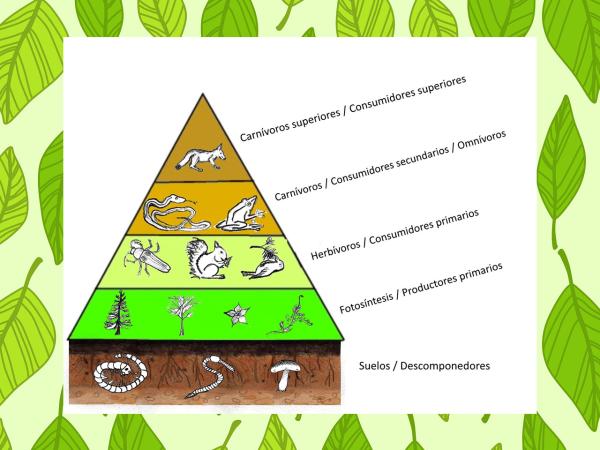 PIRÁMIDE ECOLÓGICA: Descubre la FOTOSÍNTESIS Esencial