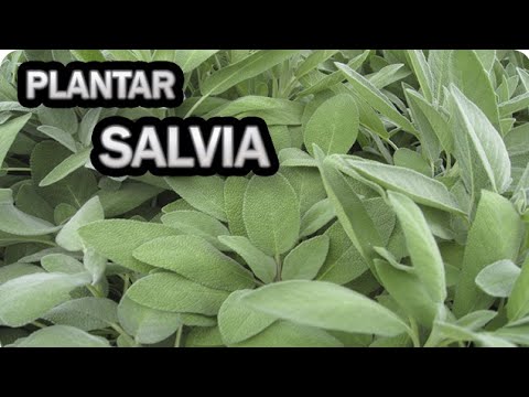 PLANTA AMARO: Características, Usos y Origen Revelados