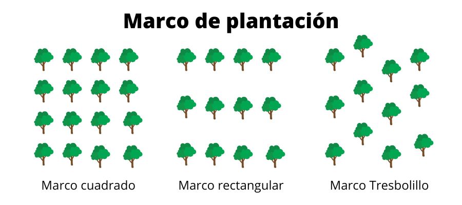 PLANTACIÓN: Definición y CONCEPTOS CLAVE que Debes Saber