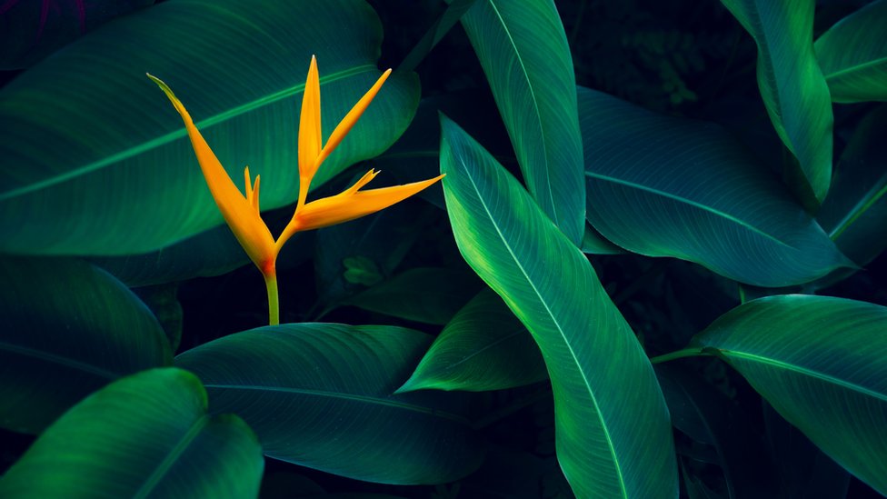 Plantae: 10 EJEMPLOS IMPACTANTES del Reino Vegetal