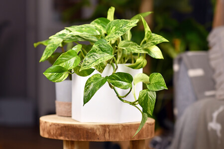 PLANTAS DE MI COMUNIDAD: BELEZA y VERDE CERCA DE TI