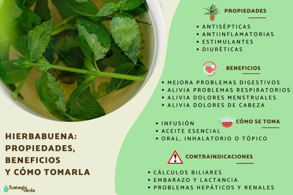 PLANTAS: DESCUBRE SU Importancia Y BENEFICIOS ESENCIALES