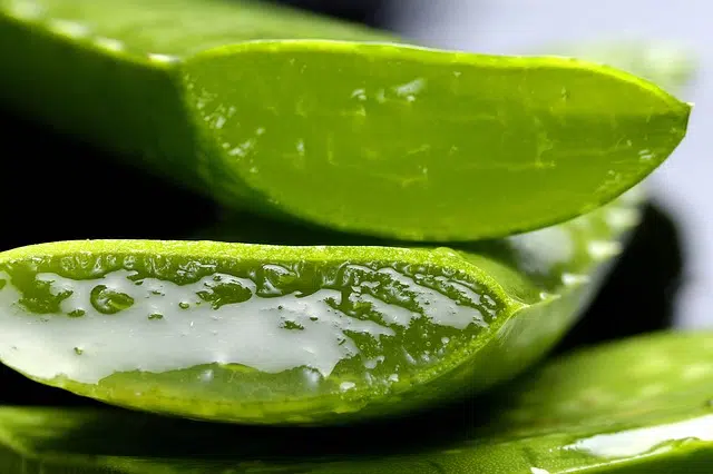 PLANTAS MEDICINALES: Definición, Ejemplos e Historia