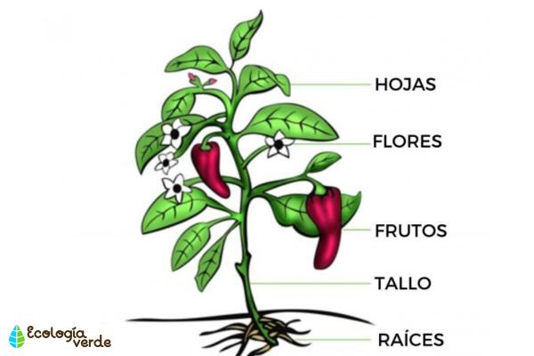 PLANTAS VASCULARES: Definición y Concepto Esencial