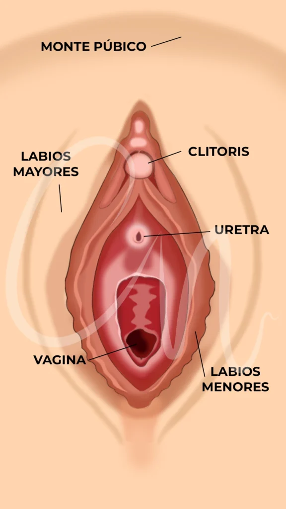 PLIEGUES: QUÉ SON y SU IMPORTANCIA Descúbrelo Aquí