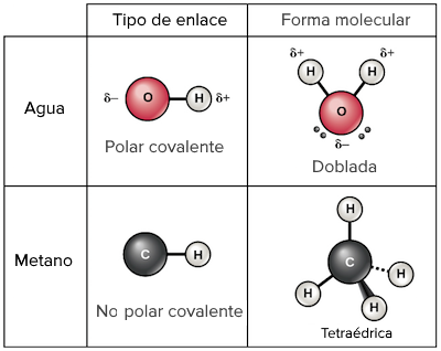 POLAR: DEFINICIÓN, CARACTERÍSTICAS Y USOS ESENCIALES