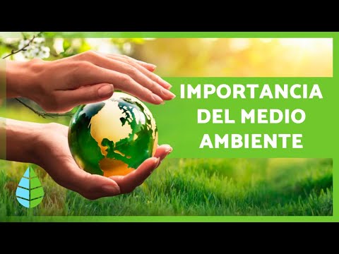 Por qué es crucial cuidar las plantas para la salud del planeta