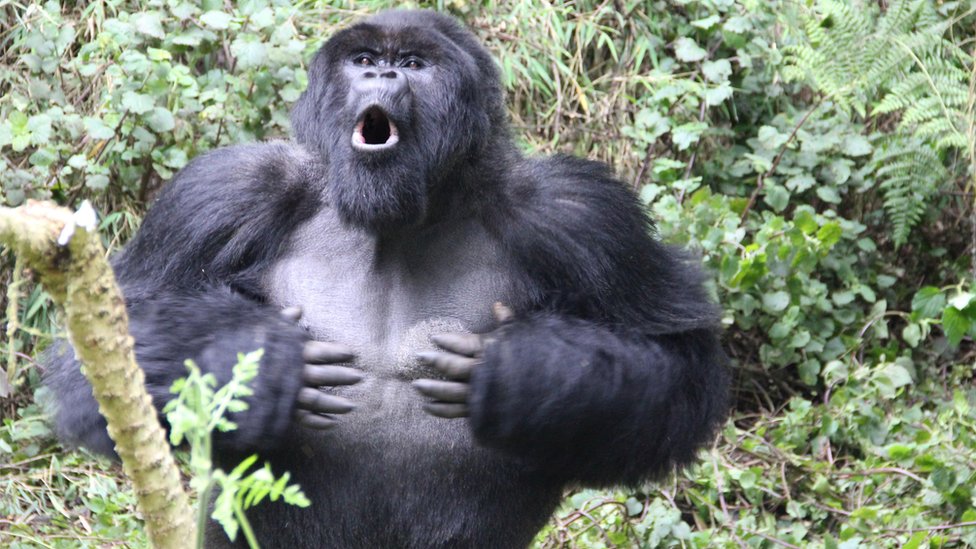 Por qué se considera al gorila el animal más impresionante