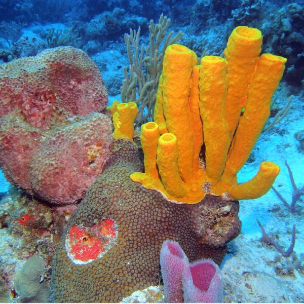 PORÍFEROS: 30 EJEMPLOS y TIPOS de ESPONJAS Fascinantes