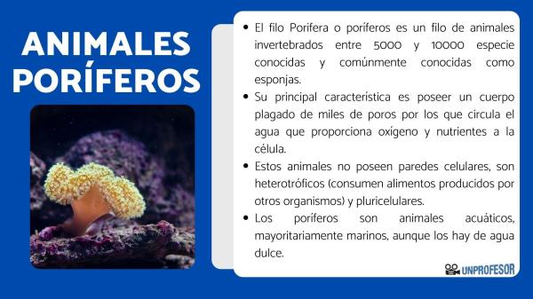 Poríferos: Qué SON y su IMPORTANCIA en la NATURALEZA