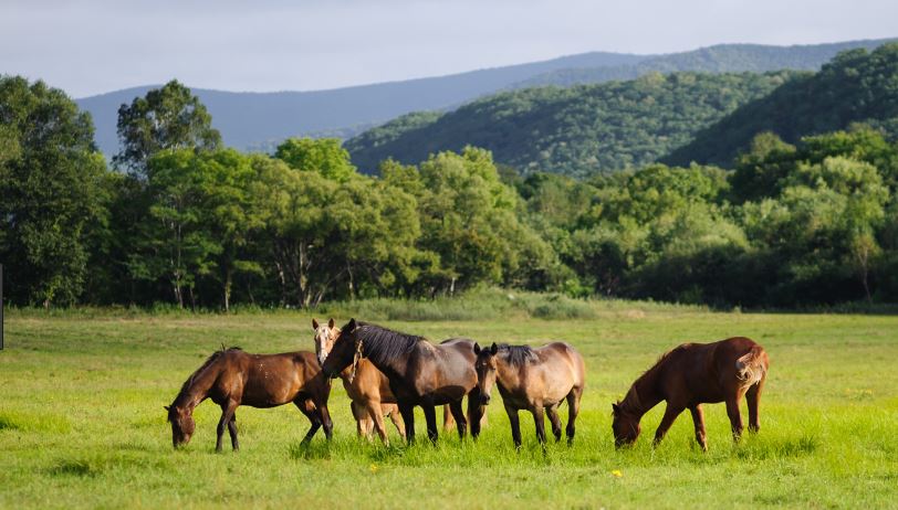 PRADERA: Significado y CONCEPTO Esencial que Debes Saber