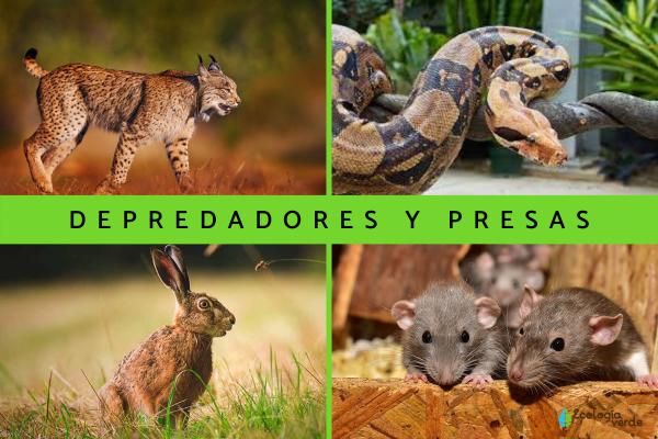PRESA ANIMAL: Qué es y su IMPORTANCIA en la NATURALEZA