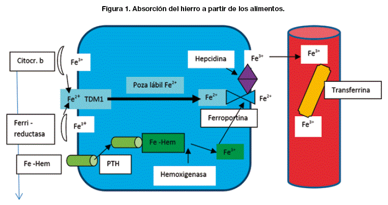 PROCESOS FISIOLÓGICOS: FUNCIONES y EJEMPLOS ESENCIALES
