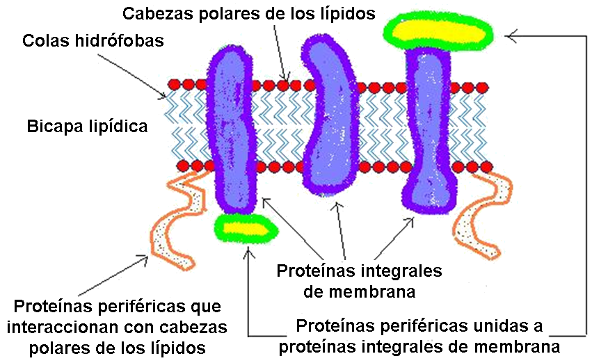 PROTEÍNA INTEGRAL: Qué son las PROTEÍNAS INTEGRALES