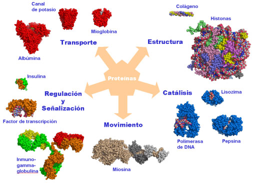 PROTEÍNAS: Características, Clasificación y Ejemplos Clave