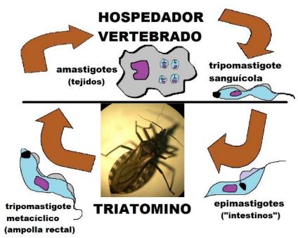 PROTOZOO: 35 EJEMPLOS IMPACTANTES QUE DEBES CONOCER