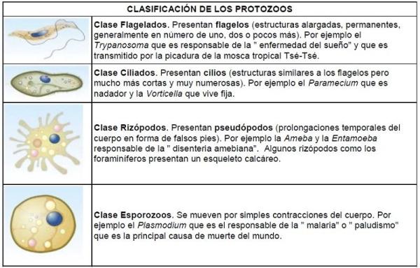 PSEUDÓPODO: FUNCIONES y CARACTERÍSTICAS ESENCIALES