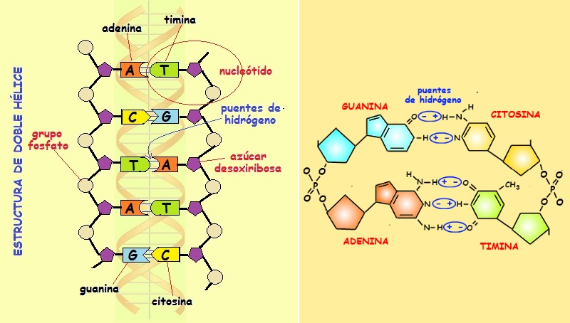PUENTES DE HIDRÓGENO: CARACTERÍSTICAS Y MÁS SECRETOS