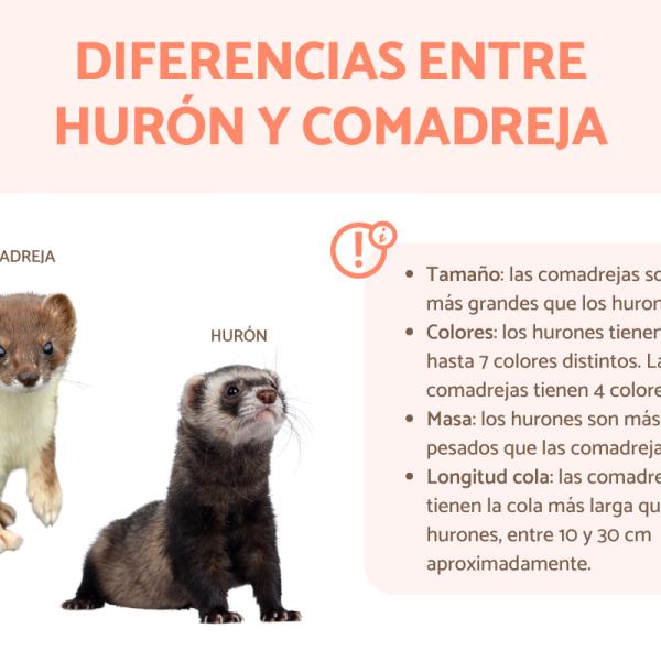 Qué animal se asemeja a la comadreja y cuáles son sus rasgos