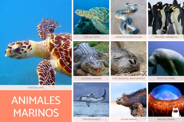 Qué animales acuáticos y terrestres puedes descubrir hoy