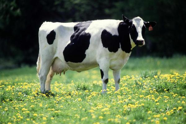 Qué animales habitan en el campo y cómo es la vida rural