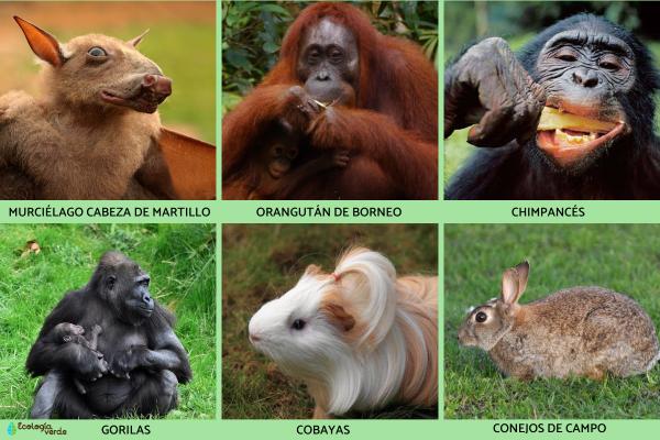 Qué animales se alimentan de fruta y cuáles son sus características