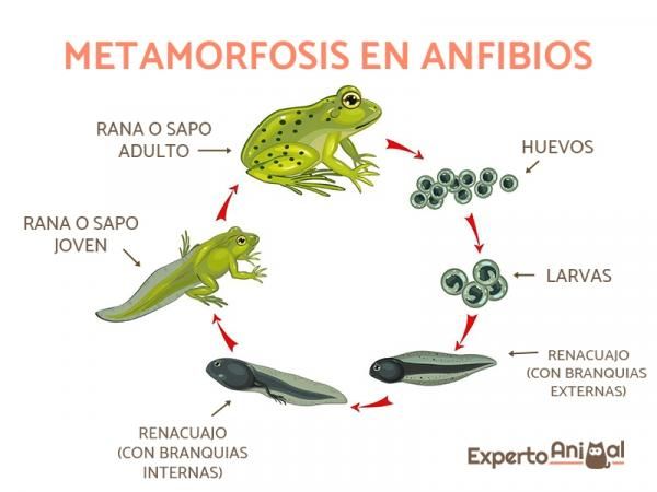 Qué animales sufren metamorfosis y cómo es este proceso