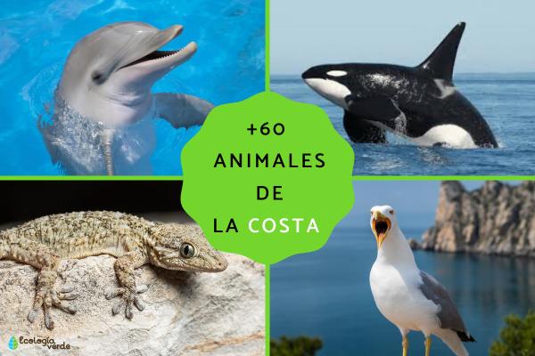 Qué aspectos del dibujo de animales y su flora en la costa destacan