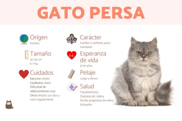Qué características tiene un gato y qué significado tiene