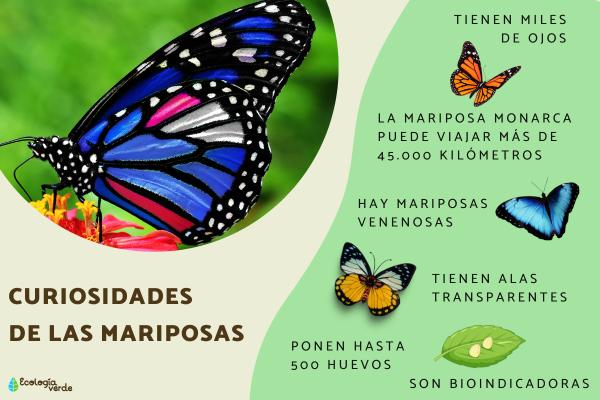 Qué características y curiosidades tienen las mariposas