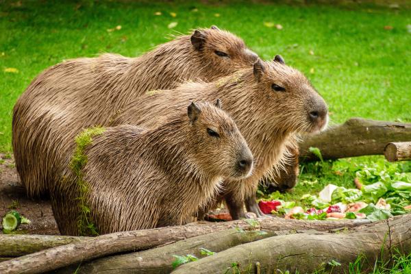 Qué características y hábitat hacen al carpincho un animal único