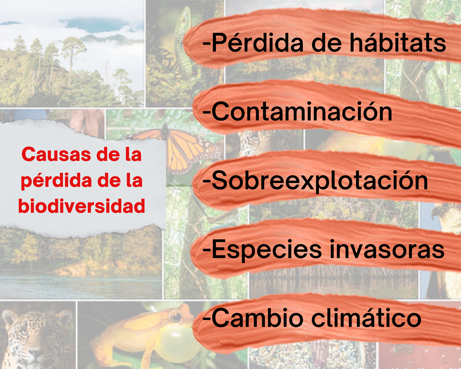 Qué causas son las más importantes de la pérdida de biodiversidad