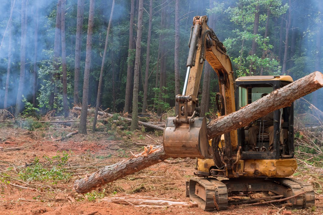 Qué causas y consecuencias enfrenta la deforestación en el mundo