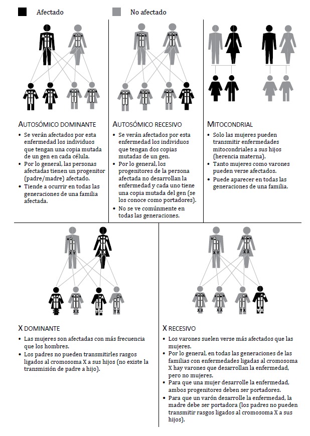 Qué conceptos y tipos son esenciales en la herencia genética
