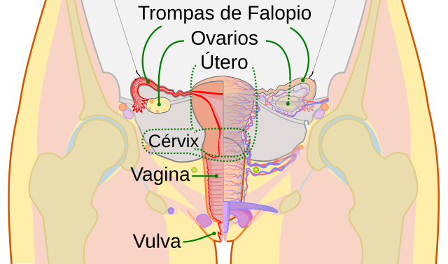 Qué definiciones y conceptos sobre CLOACA deberías conocer