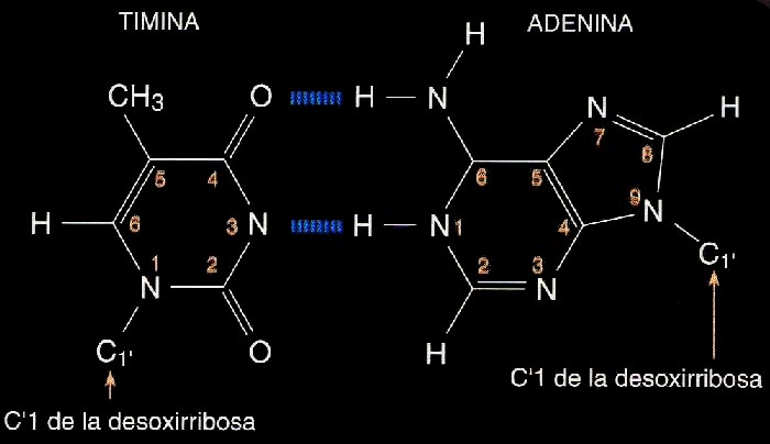 Qué ejemplos de ácidos nucleicos puedes descubrir y analizar