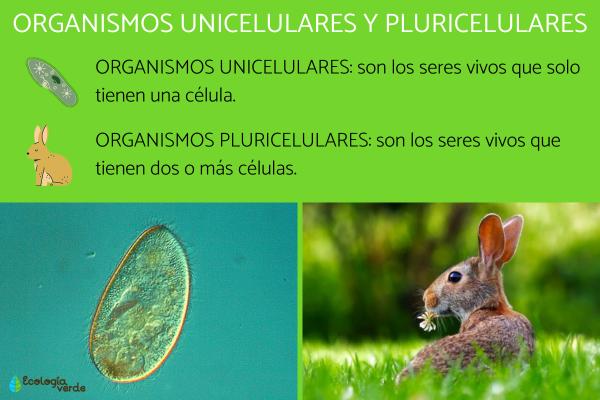 Qué ejemplos de organismos unicelulares puedes descubrir hoy