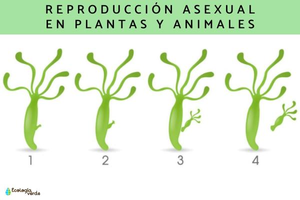 Qué Ejemplos de Reproducción Asexual No Conocías Hasta Ahora