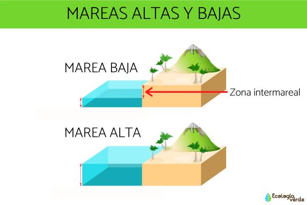 Qué es el bajamar y cómo afecta a la naturaleza y ecosistemas
