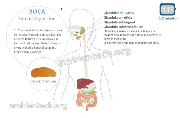 Qué es el bolo alimenticio y dónde se forma en el cuerpo