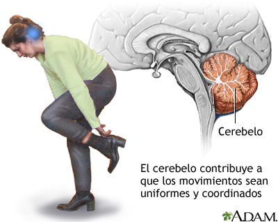 Qué es el cerebelo y cuáles son sus principales funciones
