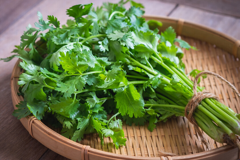 Qué es el cilantro y cuáles son sus usos en la cocina