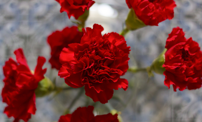 Qué es el CLAVEL, esta hermosa flor y qué magia la rodea