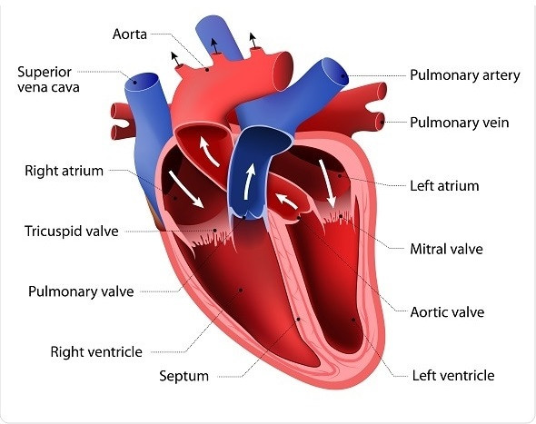 Qué es el corazón y cuáles son sus definiciones clave
