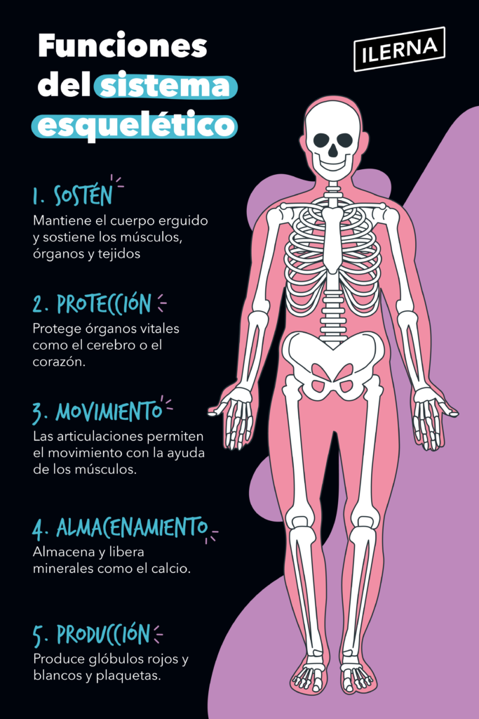 Qué es el esqueleto y por qué es crucial para nuestro cuerpo