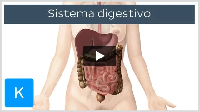 Qué es el estómago Definición y concepto clave que debes conocer