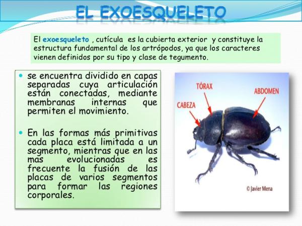 Qué es el exoesqueleto y cuáles son sus funciones y estructura