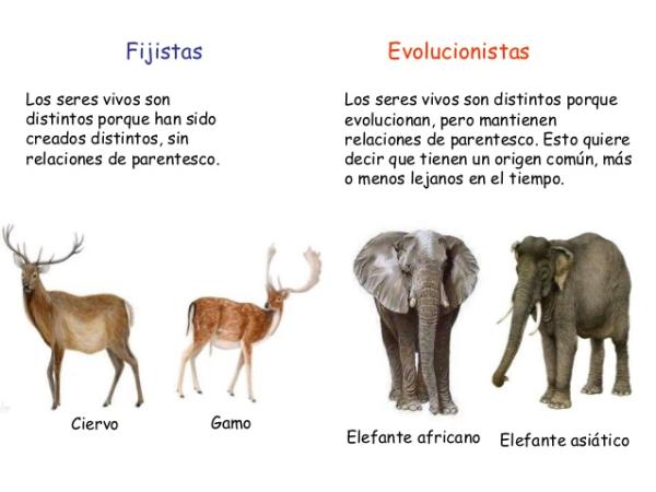 Qué es el FIJISMO y cuáles son sus orígenes en la teoría
