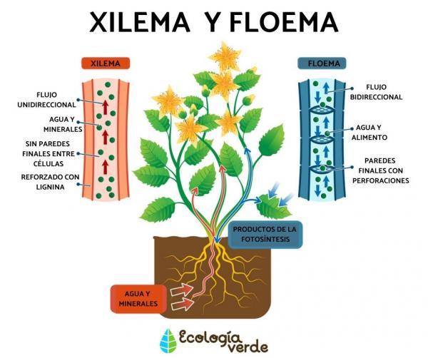Qué es el floema y por qué es tan importante en las plantas