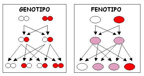 Qué es el genotipo, cuáles son sus ejemplos y su importancia